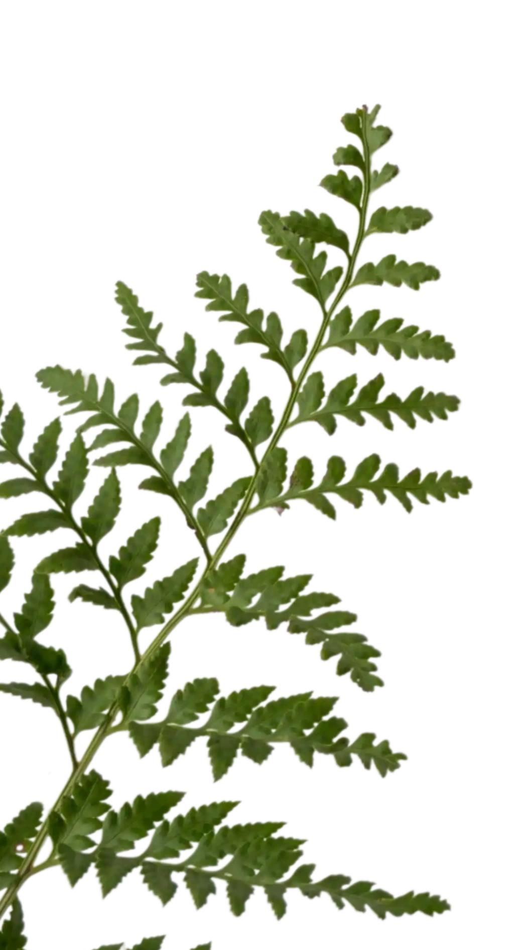 decorative pattern