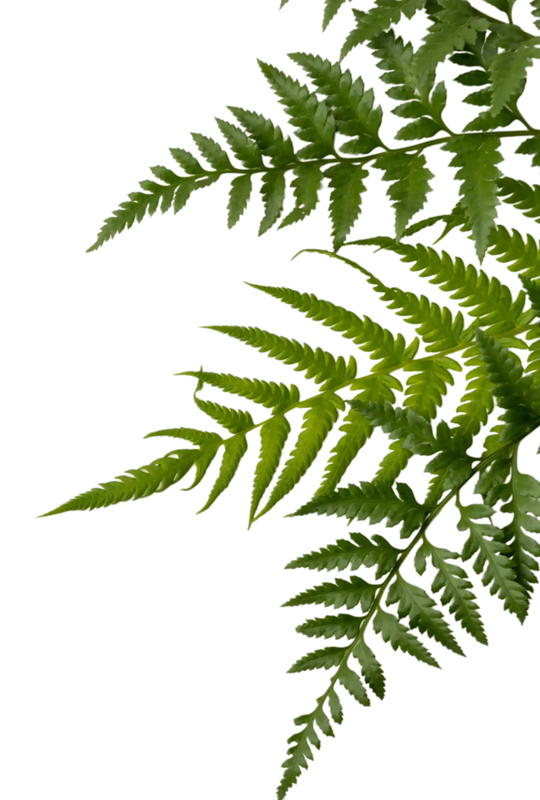 decorative pattern
