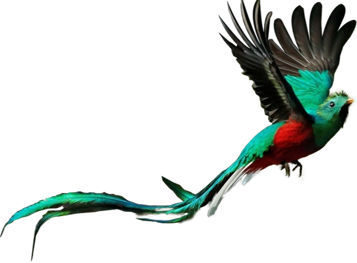 Quetzal