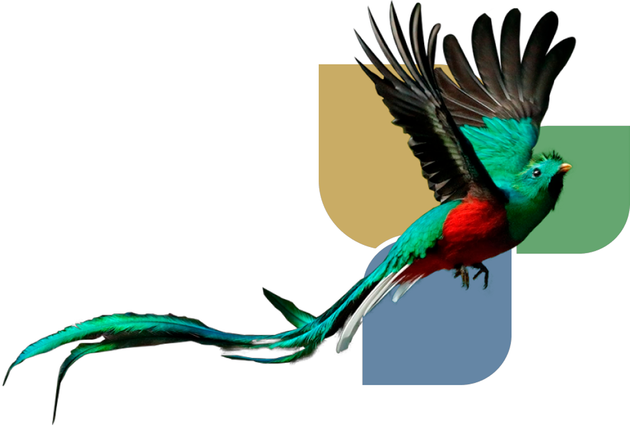 quetzal